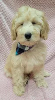 Violet, a female Miniature Goldendoodle for sale in Richland, WA – Photo 5 of 8