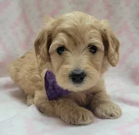 G2 Purple Scarf, a female Miniature Goldendoodle for sale in Richland, WA – Photo 2 of 7
