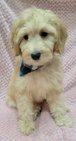 Violet, a female Miniature Goldendoodle for sale in Richland, WA – Photo 4 of 8
