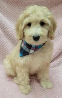 Violet, a female Miniature Goldendoodle for sale in Richland, WA – Photo 1 of 8