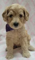 G2 Purple Scarf, a female Miniature Goldendoodle for sale in Richland, WA – Photo 7 of 7