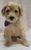 G2 Purple Scarf, a female Miniature Goldendoodle for sale in Richland, WA – Photo 3 of 7