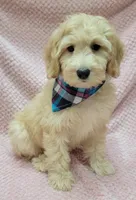 Violet, a female Miniature Goldendoodle for sale in Richland, WA – Photo 3 of 8