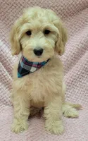 Violet, a female Miniature Goldendoodle for sale in Richland, WA – Photo 8 of 8
