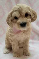 G1 Pink Scarf, a female Miniature Goldendoodle for sale in Richland, WA – Photo 1 of 8