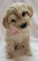 G1 Pink Scarf, a female Miniature Goldendoodle for sale in Richland, WA – Photo 3 of 8