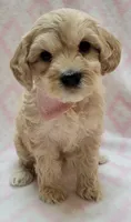 G1 Pink Scarf, a female Miniature Goldendoodle for sale in Richland, WA – Photo 6 of 8