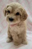 G1 Pink Scarf, a female Miniature Goldendoodle for sale in Richland, WA – Photo 8 of 8