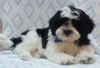 Blue Scarf, a male Shih Tzu and Miniature Goldendoodle for sale in Richland, WA – 5 of 10