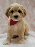 Red Scarf, a female Miniature Goldendoodle for sale in Richland, WA – Photo 7 of 8