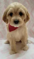 Red Scarf, a female Miniature Goldendoodle for sale in Richland, WA – Photo 6 of 8