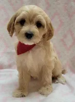 Red Scarf, a female Miniature Goldendoodle for sale in Richland, WA – Photo 5 of 8