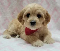 Red Scarf, a female Miniature Goldendoodle for sale in Richland, WA – Photo 1 of 8