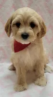 Red Scarf, a female Miniature Goldendoodle for sale in Richland, WA – Photo 4 of 8