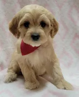 Red Scarf, a female Miniature Goldendoodle for sale in Richland, WA – Photo 8 of 8