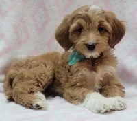 Bella Green Scarf, a female Miniature Goldendoodle for sale in Richland, WA – 1 of 10