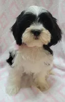 Pink Scarf, a female Shih Tzu and Miniature Goldendoodle for sale in Richland, WA – 5 of 10