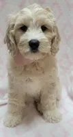Ivy Pink Scarf, a female Miniature Goldendoodle for sale in Richland, WA – 3 of 7