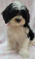 Pink Scarf, a female Shih Tzu and Miniature Goldendoodle for sale in Richland, WA – 2 of 10