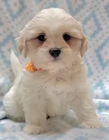 Dixie Orange Scarf, a male Shih Tzu and Miniature Goldendoodle for sale in Richland, WA – 7 of 10