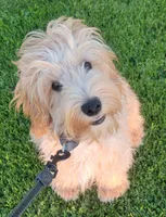 Sam, a male Miniature Goldendoodle for sale in Richland, WA – 6 of 9