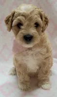 Pink Scarf, a female Miniature Goldendoodle for sale in Richland, WA – 7 of 7