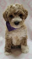 Purple Scarf, a female Miniature Goldendoodle for sale in Richland, WA – 2 of 6