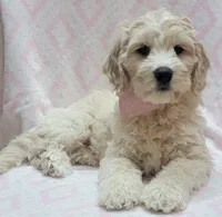 Ivy Pink Scarf, a female Miniature Goldendoodle for sale in Richland, WA – 6 of 7