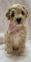 Pink Scarf, a female Miniature Goldendoodle for sale in Richland, WA – 5 of 7