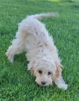 Rosie, a female Miniature Goldendoodle for sale in Richland, WA – 4 of 7