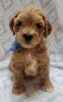 Blue Scarf M, a male Miniature Goldendoodle for sale in Richland, WA – 2 of 4