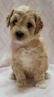 Pink Scarf, a female Miniature Goldendoodle for sale in Richland, WA – 2 of 7