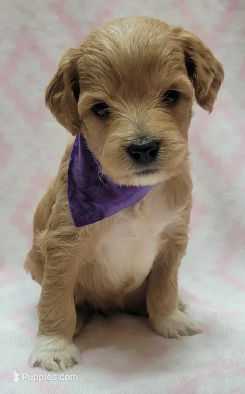 Bella Purple Scarf – Miniature Goldendoodle puppy for sale in Richland, WA