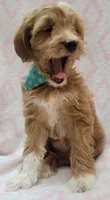 Bella Green Scarf, a female Miniature Goldendoodle for sale in Richland, WA – 3 of 10