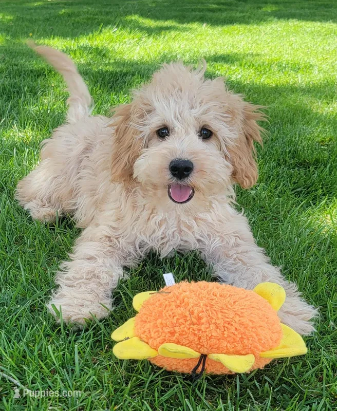 Bobby – Miniature Goldendoodle puppy for sale in Richland, WA