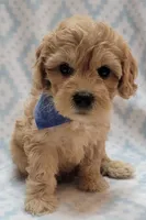 G1 Blue Scarf, a male Miniature Goldendoodle for sale in Richland, WA – Photo 9 of 10