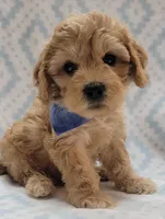 G1 Blue Scarf, a male Miniature Goldendoodle for sale in Richland, WA – Photo 10 of 10