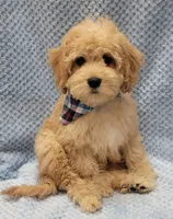 Bobby, a male Miniature Goldendoodle for sale in Richland, WA – Photo 7 of 10