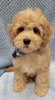 Bobby, a male Miniature Goldendoodle for sale in Richland, WA – Photo 8 of 10