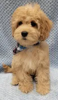 Bobby, a male Miniature Goldendoodle for sale in Richland, WA – Photo 3 of 10