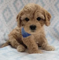 G1 Blue Scarf, a male Miniature Goldendoodle for sale in Richland, WA – Photo 2 of 10