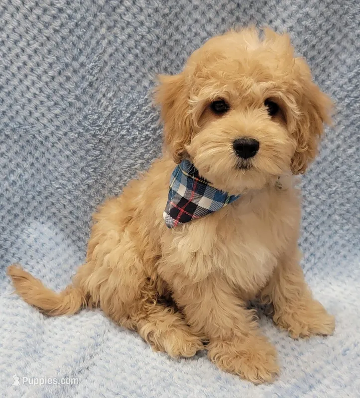 Bobby – Miniature Goldendoodle puppy for sale in Richland, WA
