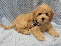 Bobby, a male Miniature Goldendoodle for sale in Richland, WA – Photo 6 of 10