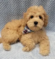 Bobby, a male Miniature Goldendoodle for sale in Richland, WA – Photo 4 of 10