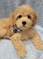 Bobby, a male Miniature Goldendoodle for sale in Richland, WA – Photo 10 of 10