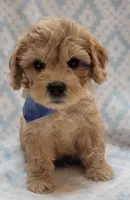 G1 Blue Scarf, a male Miniature Goldendoodle for sale in Richland, WA – Photo 8 of 10