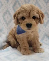 G1 Blue Scarf, a male Miniature Goldendoodle for sale in Richland, WA – Photo 6 of 10