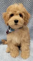 Bobby, a male Miniature Goldendoodle for sale in Richland, WA – Photo 2 of 10