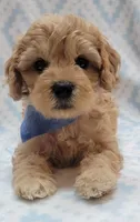 G1 Blue Scarf, a male Miniature Goldendoodle for sale in Richland, WA – Photo 4 of 10
