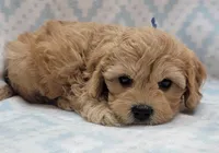 G1 Blue Scarf, a male Miniature Goldendoodle for sale in Richland, WA – Photo 3 of 10